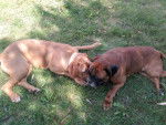 Ayrton Boxer et sa copine Emmie Dog de Bordeaux - Boxer