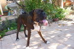 BOXER Tyson - Boxer
