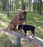 anakin et fadil (rot croisé boxer) - Boxer