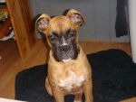 Fanta - Boxer de 4 mois - Boxer (4 mois)