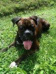 Boxer Tyson - Boxer