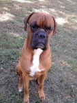 boxer cian 4 ans - Boxer (4 ans)