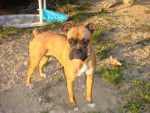 Fanta - boxer - 1 an & 7 mois - Boxer (7 mois)
