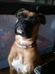 Fanta - boxer de 2 ans et 2 mois - Boxer (2 mois)