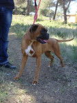 Dakota - boxer de 5 ans - Boxer (5 ans)