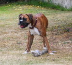 boxer Lilly - Boxer