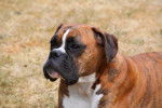 boxer Lilly - Boxer