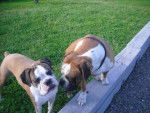 boxer charlotte et dick ( frere et soeur ) - Boxer