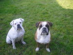 boxer , atika la maman blanche et fiston - Boxer
