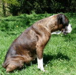 Vickie Boxer - Boxer