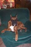 Urkan 2 ans - Boxer (2 ans)