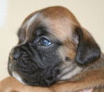 Channa of gypsy the dog at golden eyes - Boxer