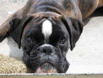 Brooklyn des Gardiens de la Nole a 9 mois - Boxer (9 mois)