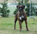Vénus des Dobs d'Arnoline 3 ans et demi - Boxer (3 ans et demi)