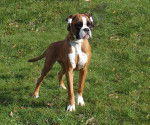 Chana de la Demeure Ballanaise - Boxer
