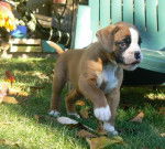 Chana de la Demeure Ballanaise 2 mois - Boxer (2 mois)