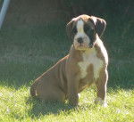 Chana de la Demeure Ballanaise 2 mois - Boxer (2 mois)
