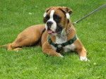 Chana de la Demeure Ballanaise 8 mois - Boxer (8 mois)