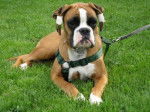 Chana de la Demeure Ballanaise 8 mois - Boxer (8 mois)