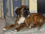 Farga du Haras de l'Etoile a 2 mois 1/2 - Boxer (2 mois)