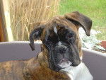 Farga du Haras de l'Etoile a 5 mois - Boxer (5 mois)