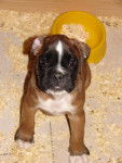 Cyrus du Bois de Faitin a 2 mois - Boxer (2 mois)