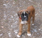 Cyrus du Bois de Faitin a 3 mois - Boxer (3 mois)