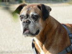 Mickey 10 ans - Boxer (10 ans)