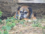 Mickey 10 ans - Boxer (10 ans)
