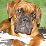 Chaos De La Tour Des Elfes - Boxer