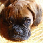 Chaos De La Tour Des Elfes - Boxer