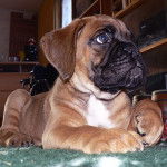 Chaos De La Tour Des Elfes - Boxer