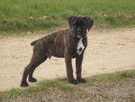 bouba of gypsy the dog at golden eyes 18 mois - Boxer (1 an et demi)