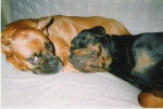 Brindille et Max - Boxer