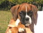 Arnac Du Clos Sweetie 2 mois - Boxer (2 mois)