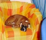 Arnac Du Clos Sweetie 4 mois - Boxer (4 mois)
