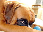 Arnac Du Clos Sweetie 1 an - Boxer