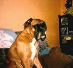 Roxie - Boxer