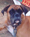 Roxie - Boxer