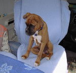 Bahia 4 mois - Boxer (4 mois)