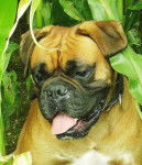 Ako, 3ans et demi - Boxer