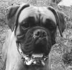 Ako, 3ans et demi - Boxer