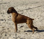 Cazan du Bois sans Mercy - Boxer