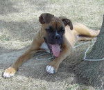 Bahia a 4 mois et demi - Boxer (4 mois)