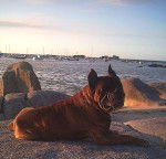 Lois le papa d'Enzo - Boxer