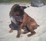 Lois le papa d'Enzo - Boxer