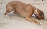 Photo de Boxer : Bahia sur la plage - Boxer