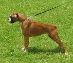 Chana de la Demeure Ballanaise en présentation - Boxer