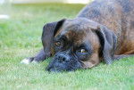Photo de Boxer : Tessy 6 ans - Boxer (6 ans)