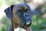Photo de Boxer : Tessy 6 ans - Boxer (6 ans)